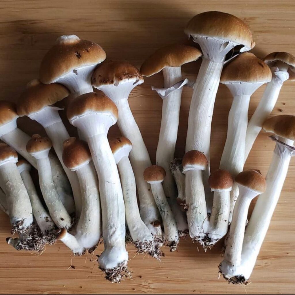 buy wild mushrooms nyc chelsea