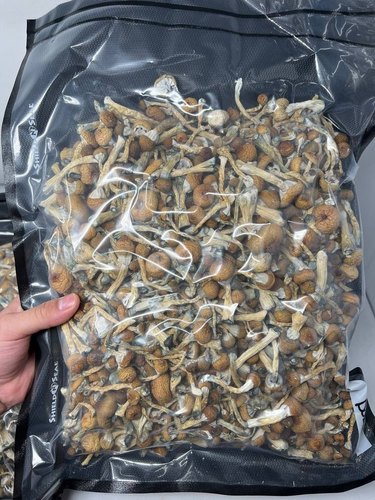 Magic Mushroom for sale , Buy Mushrooms Online , Mushroom for sale ,Buy Shrooms Online, Shrooms for sale , Buy Magic Mushrooms Online