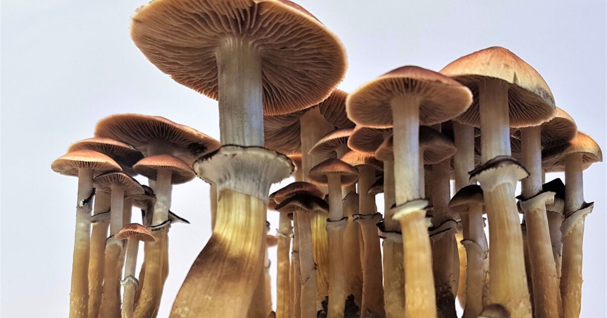 The Comprehensive Guide to Growing Psilocybe Cubensis Unveiling the