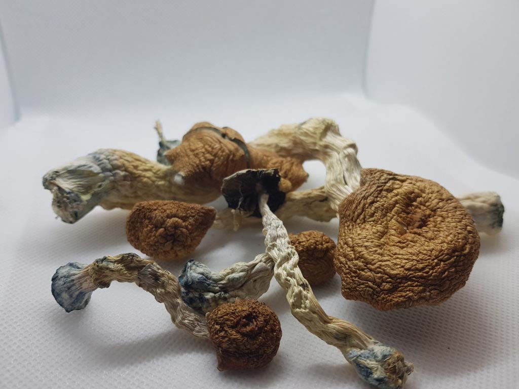 order mushrooms online