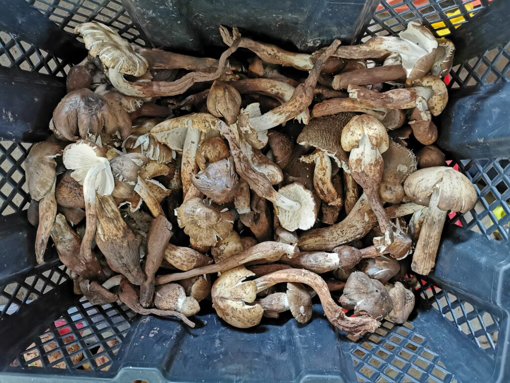 mushrooms for sale-mushrooms for sale