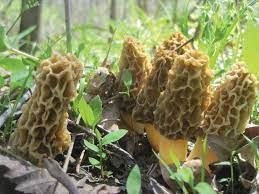 morel mushrooms for sale