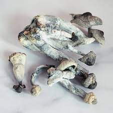 shrooms for sale online