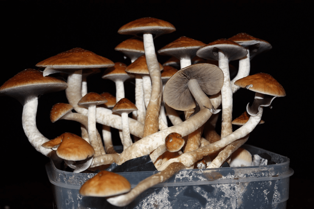 magic mushrooms for sale