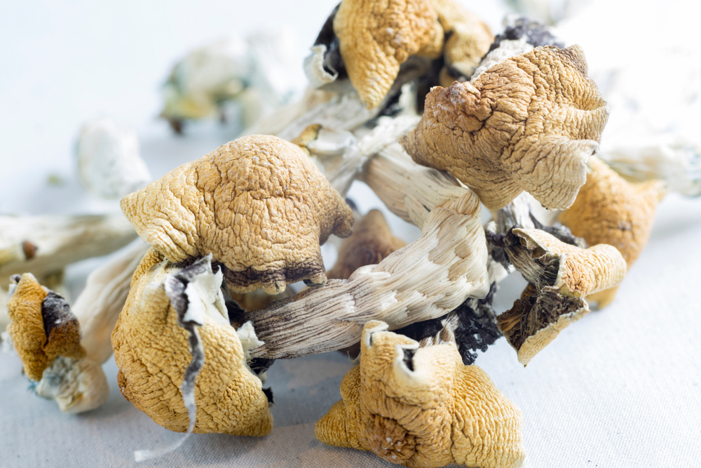 buy magic mushrooms online