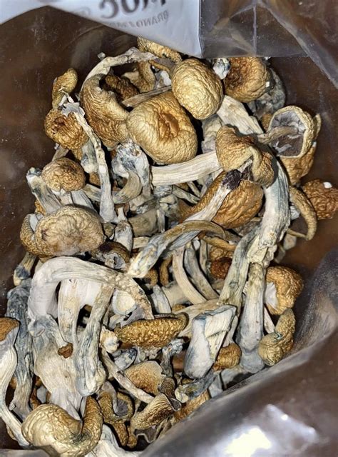 psychedelic mushrooms for sale