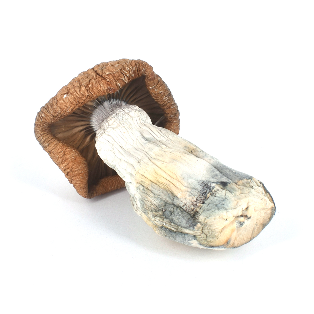 Where to buy shrooms Online