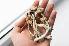 Shrooms for sale near me