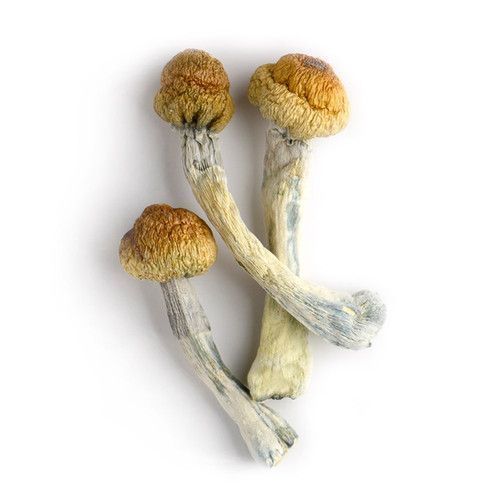 Buying psilocybin mushrooms online