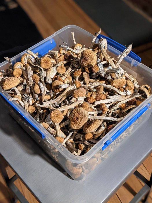 Buying psychedelic mushrooms online