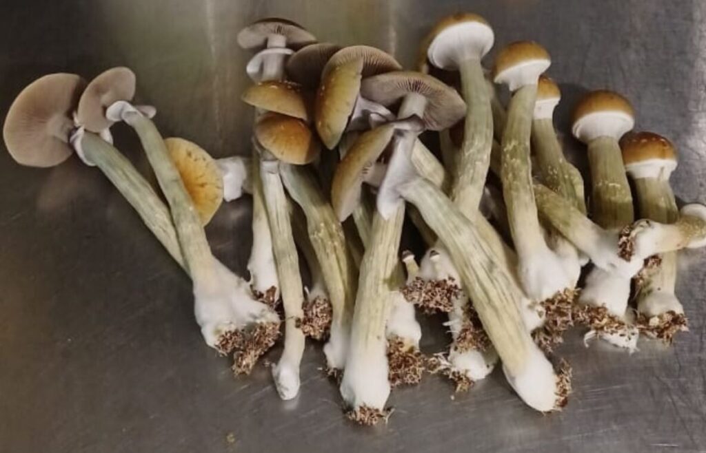 buy psychedelic mushroom online