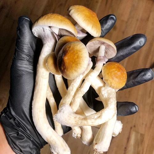 Buy psychedelic mushrooms online