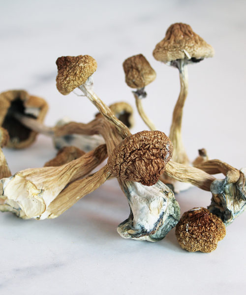 Buy magic mushrooms near me