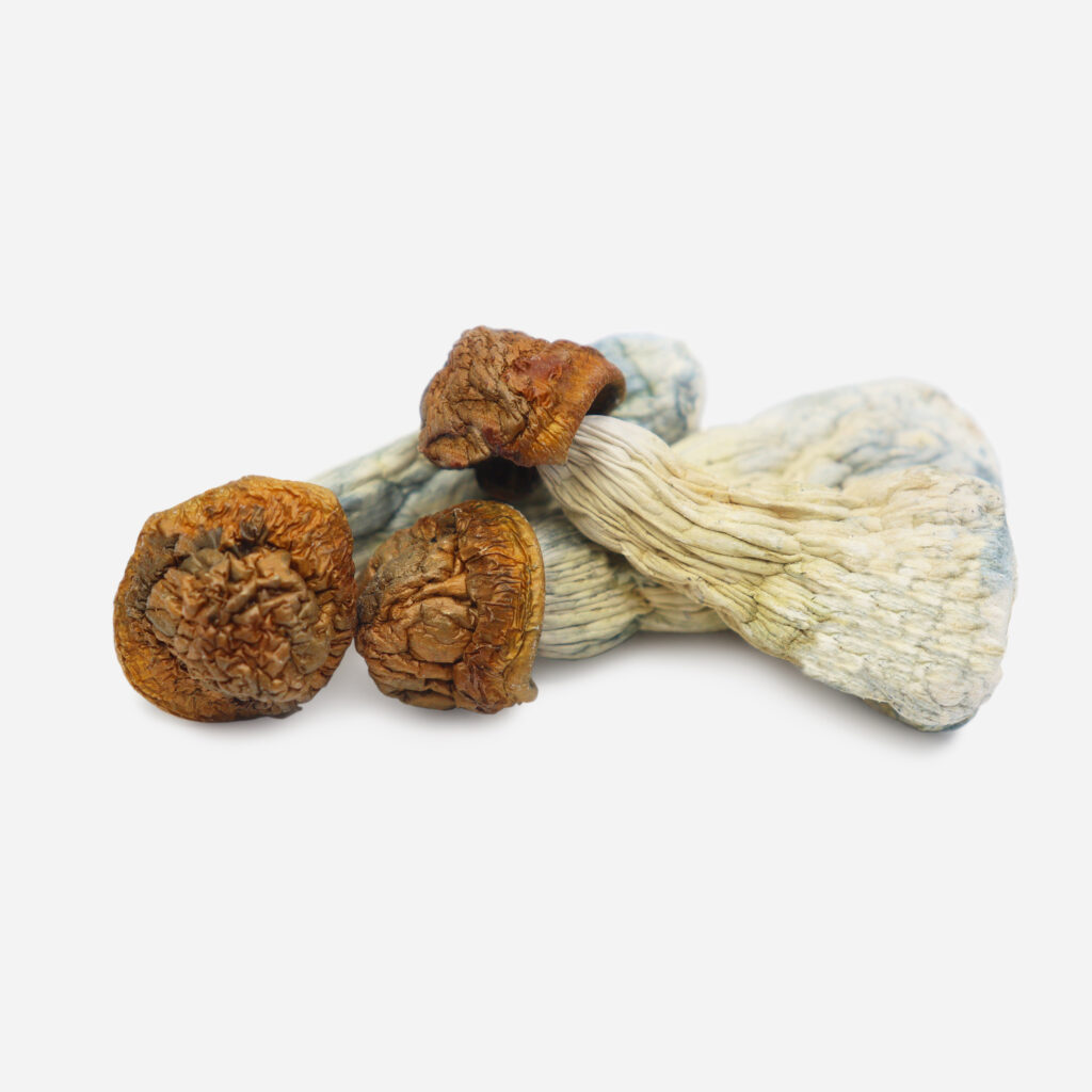 Where can i buy dried mushrooms