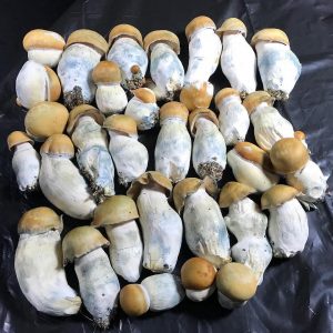 Psychedelic mushrooms near me