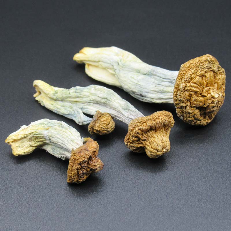 Magic mushrooms for sale online