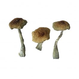 Where to buy psilocybin