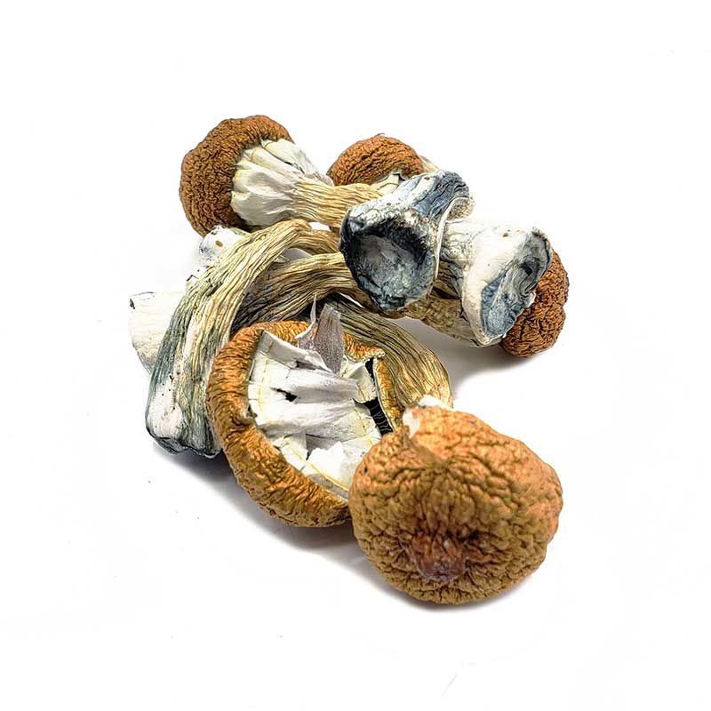 Dried Mushrooms for sale