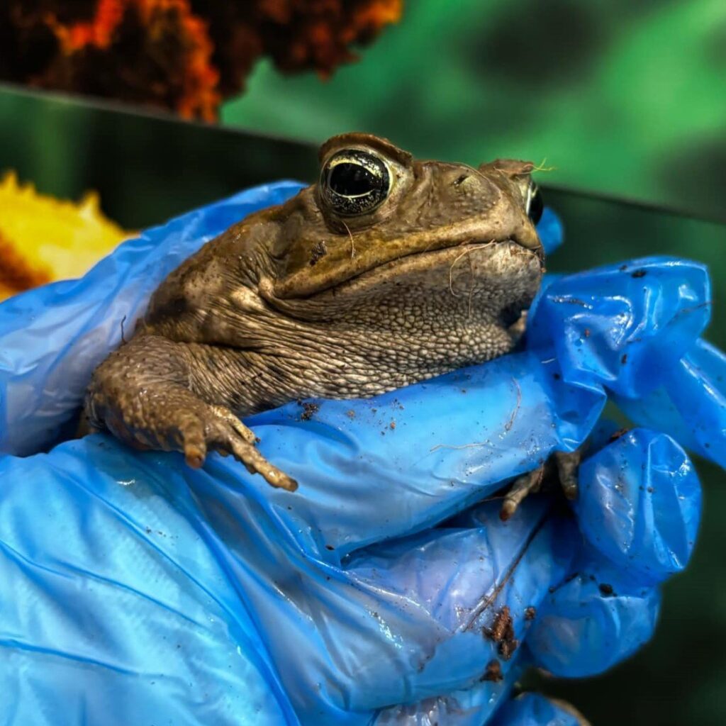 dmt toad for sale